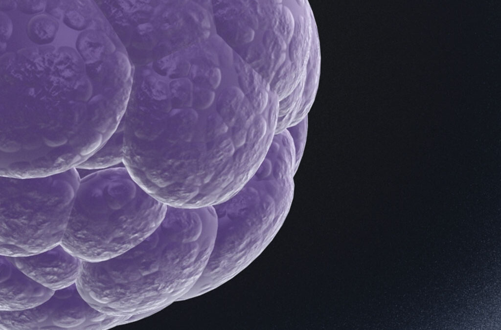 Organoids Hubrecht Instituut